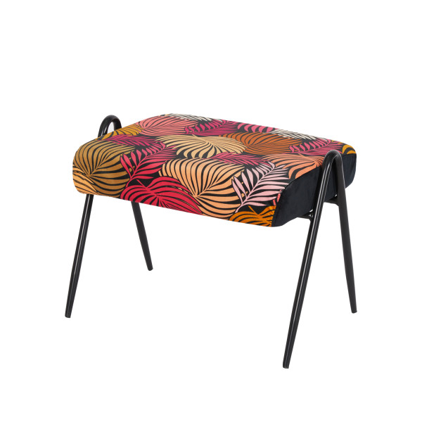 Hocker Olean Leaf Rot