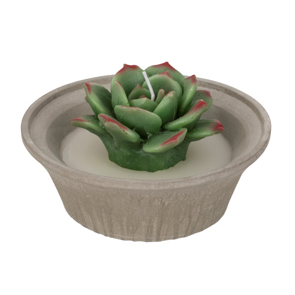 Kerze, Sukkulente, ca. 8,5 x 14 cm, im Zementtopf
